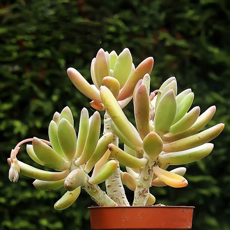 Pachyphytum FITTKAUI или Пахифитум Фиткау