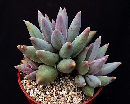 Pachyphytum COERULEUM или Пахифитум Гиацинтовый