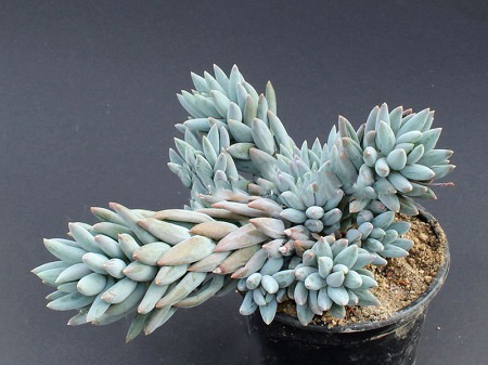 Pachyphytum COERULEUM или Пахифитум Гиацинтовый