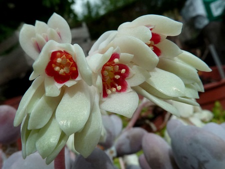 Pachyphytum OVIFERUM или Пахифитум Яйценосный