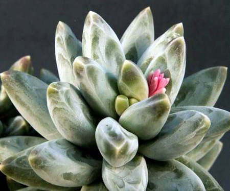 Pachyphytum COMPACTUM или Пахифитум Компактный