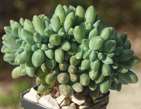 Pachyphytum COMPACTUM или Пахифитум Компактный