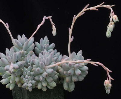 Pachyphytum RZEDOWSKII или Пахифитум Ржедовского