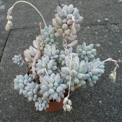 Pachyphytum RZEDOWSKII или Пахифитум Ржедовского