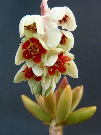 Pachyphytum VIRIDE или Пахифитум Зеленый