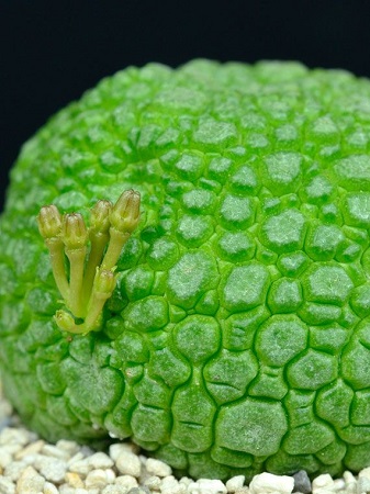 Pseudolithos SPHAERICUS или Псевдолитопс Шаровидный