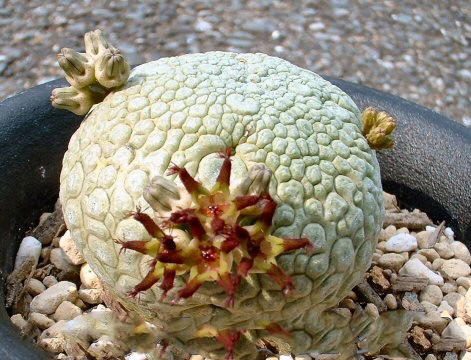 Pseudolithos SPHAERICUS или Псевдолитопс Шаровидный