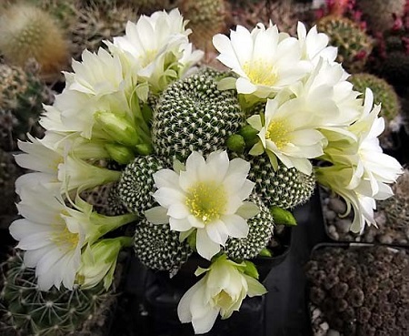 Rebutia KRAINZIANA v ALBIFLORA или Ребуция Крайнца Белоцветковая