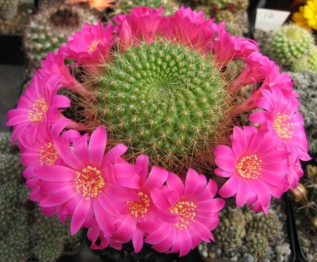 Rebutia VIOLACIFLORA или Ребуция Фиолетоцветковая