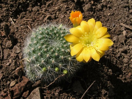 Rebutia CHRYSACANTHA или Ребуция Хризаканта