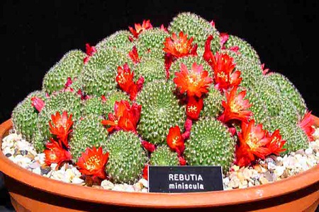 Rebutia MINUSCULA или Ребуция Крошечная