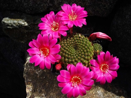 Rebutia GRANDIFLORA или Ребуция Крупноцветковая