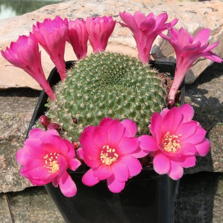 Rebutia SENILIS v LILACINOROSEA или Ребуция Старческая