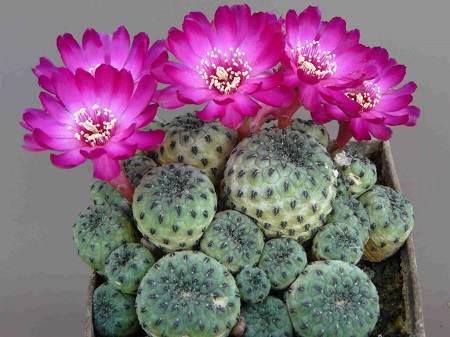 Rebutia RAUSCHII или Ребуция Рауха
