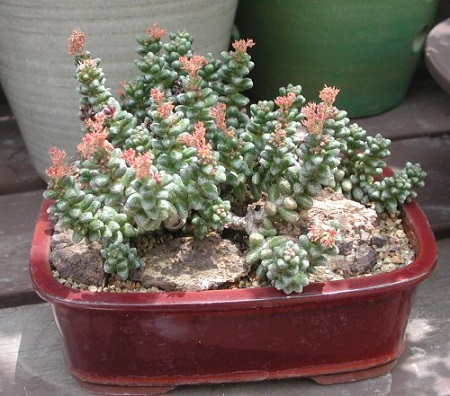 Sedum FURFURACEUM или Седум Чешуйчатый