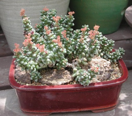 Sedum FURFURACEUM или Седум Чешуйчатый