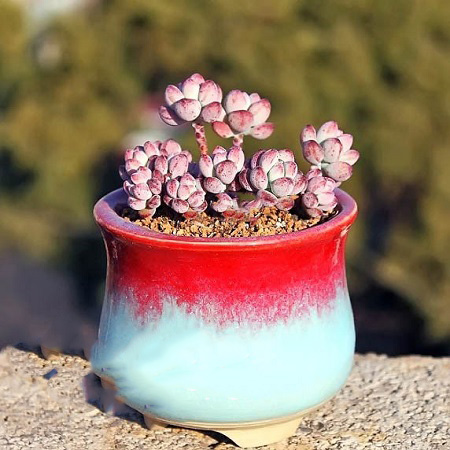 Sedum COMMIXTUM или Седум Купажированный