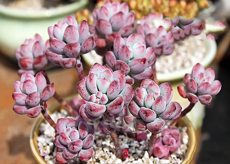 Sedum COMMIXTUM или Седум Купажированный