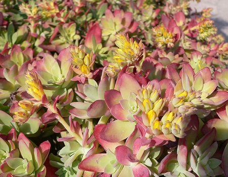 Sedum PALMERI v RUBROMARGINATA или Седум Палмера