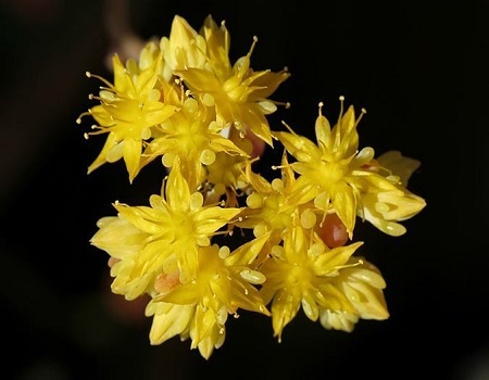 Sedum PACHYPHYLLUM или Седум Толстолистный