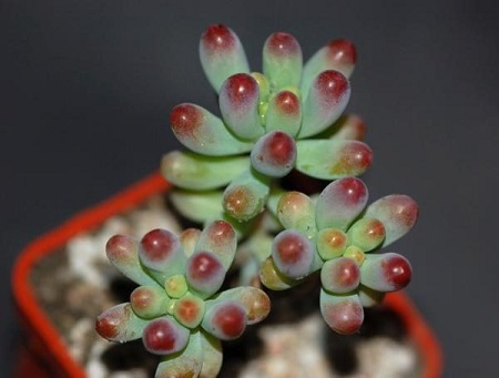 Sedum PACHYPHYLLUM или Седум Толстолистный