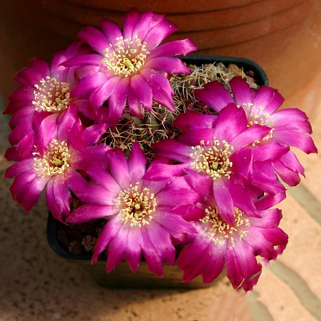 Sulcorebutia PULCHRA или Солькоребутия Красивая