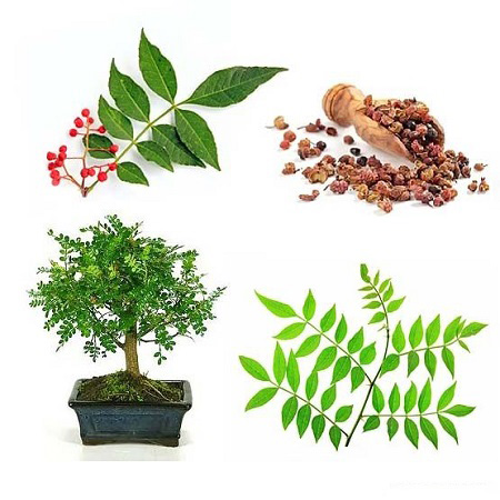 Zanthoxylum PIPERITUM или Зантоксилум Перечный