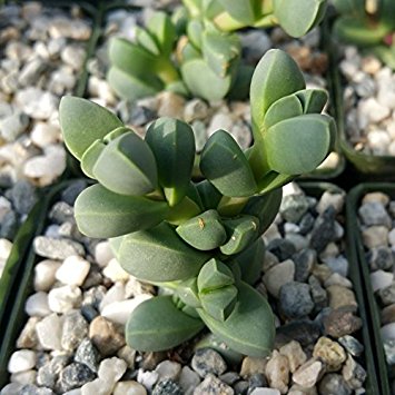 AAntimima DUALIS или Антимима Двойственная