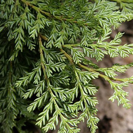 Austrocedrus CHILENSIS или Кордильерский Кедр 