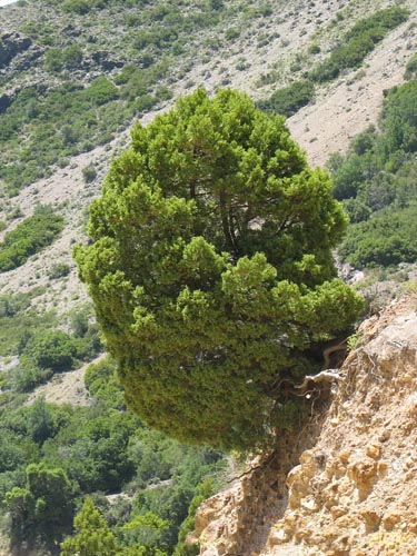 Austrocedrus CHILENSIS или Кордильерский Кедр 