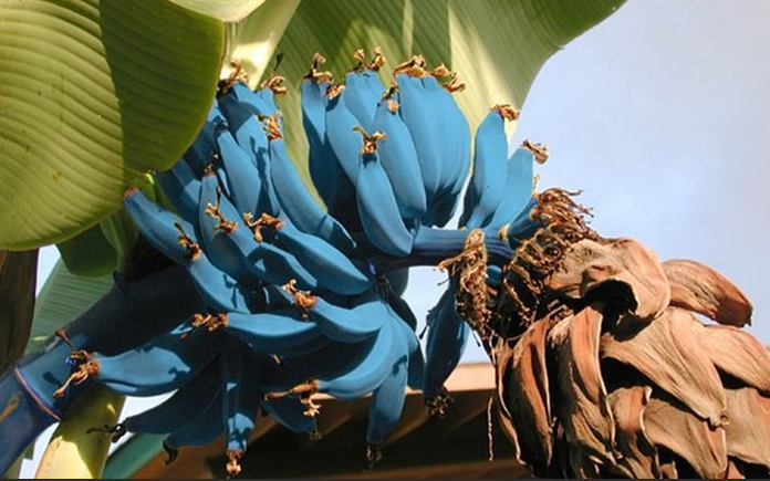 Musa ITINERANS или Голубой Бирманский Банан