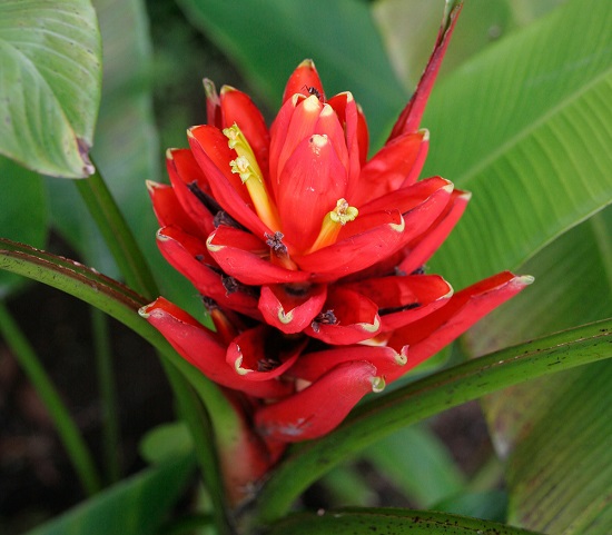 Musa COCCINEA или Банан Ярко-Красный