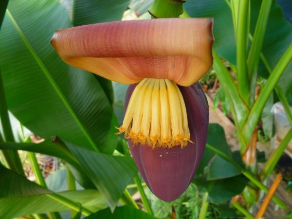 Musa SIKKIMENSIS или Банан Дарджилигский