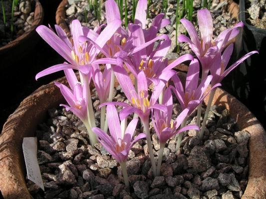 Colchicum UMBROSUM или Безвременник Теневой