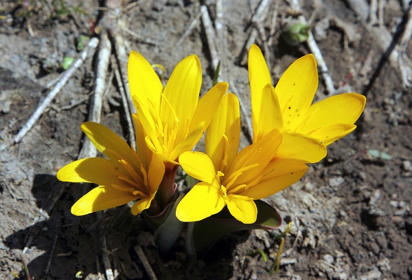 Colchicum LUTEUM или Безвременник Желтый