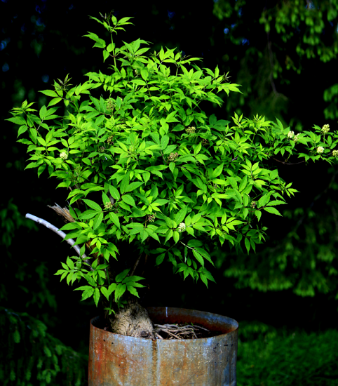 Sambucus NIGRA или Бузина Черная