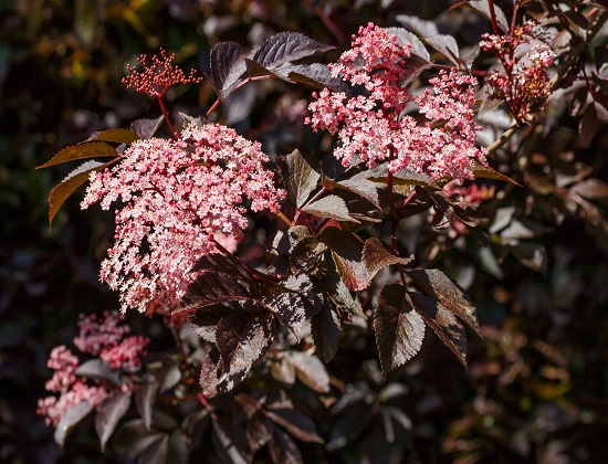 Sambucus NIGRA или Бузина Черная