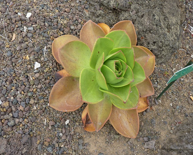 Aeonium NOBILE или Эониум Благородный