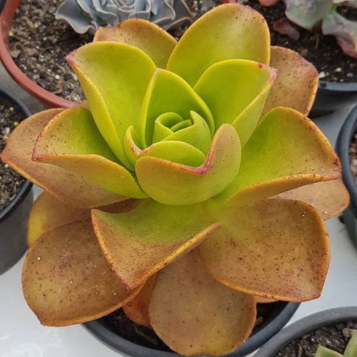 Aeonium NOBILE или Эониум Благородный