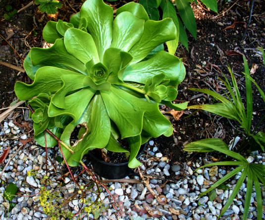 Aeonium GLUTINOSUM или Эониум Клейкий