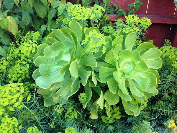 Aeonium UNDULATUM или Эониум Волнистый