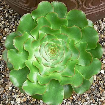 Aeonium UNDULATUM или Эониум Волнистый