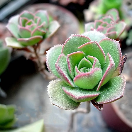 Aeonium VOLKERI или Эониум Волкери