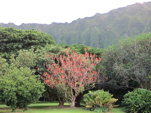 Erythrina ABYSSINICA или Эритрина Абиссинская