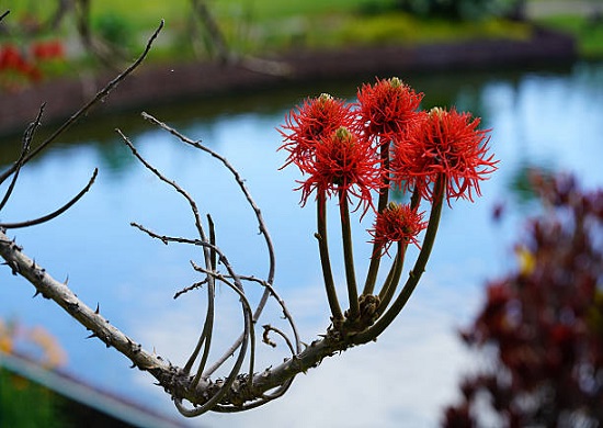 Erythrina ABYSSINICA или Эритрина Абиссинская