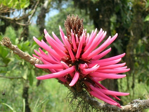 Erythrina AMAZONICA или Эритрина Амазонская