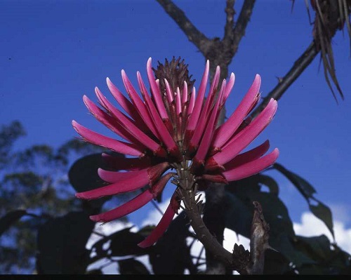 Erythrina AMAZONICA или Эритрина Амазонская