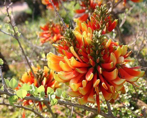 Erythrina ACANTHOCARPA или Эритрина Колючеплодная