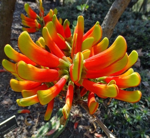 Erythrina ACANTHOCARPA или Эритрина Колючеплодная