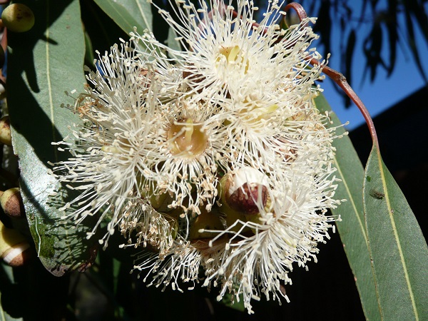 Eucalyptus CITRIODORA или Эвкалипт Лимонный
